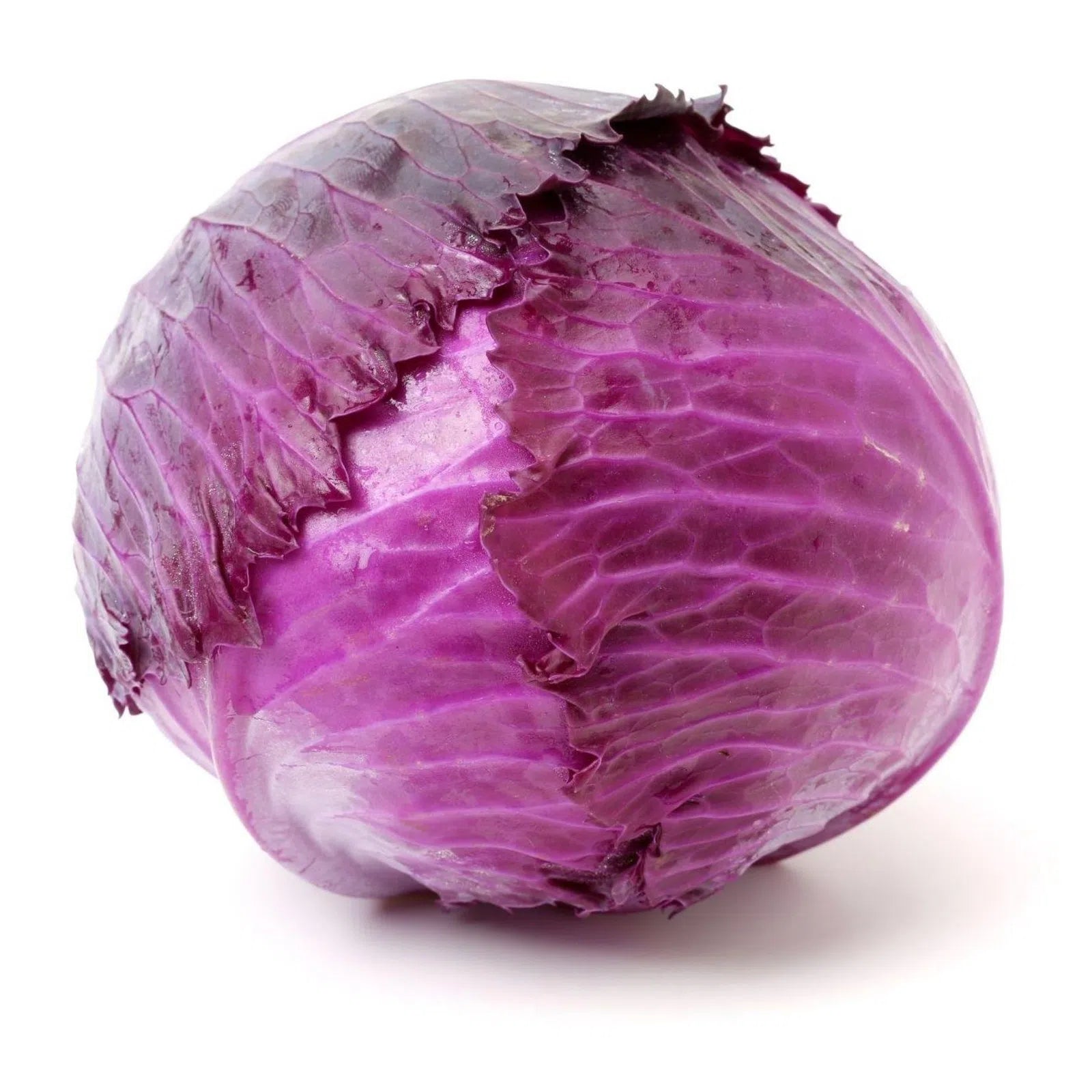 Violet Lettuce (1 pc.)