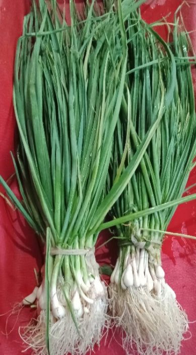 Hara Lehsun (1 bundle)