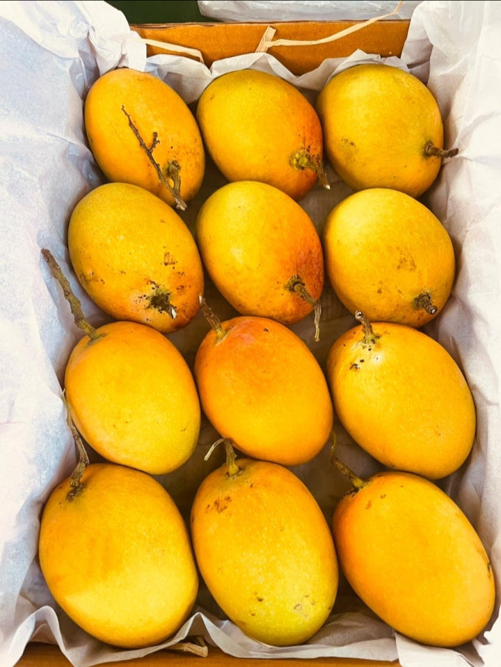 Alphonso Mango (12 pc.)
