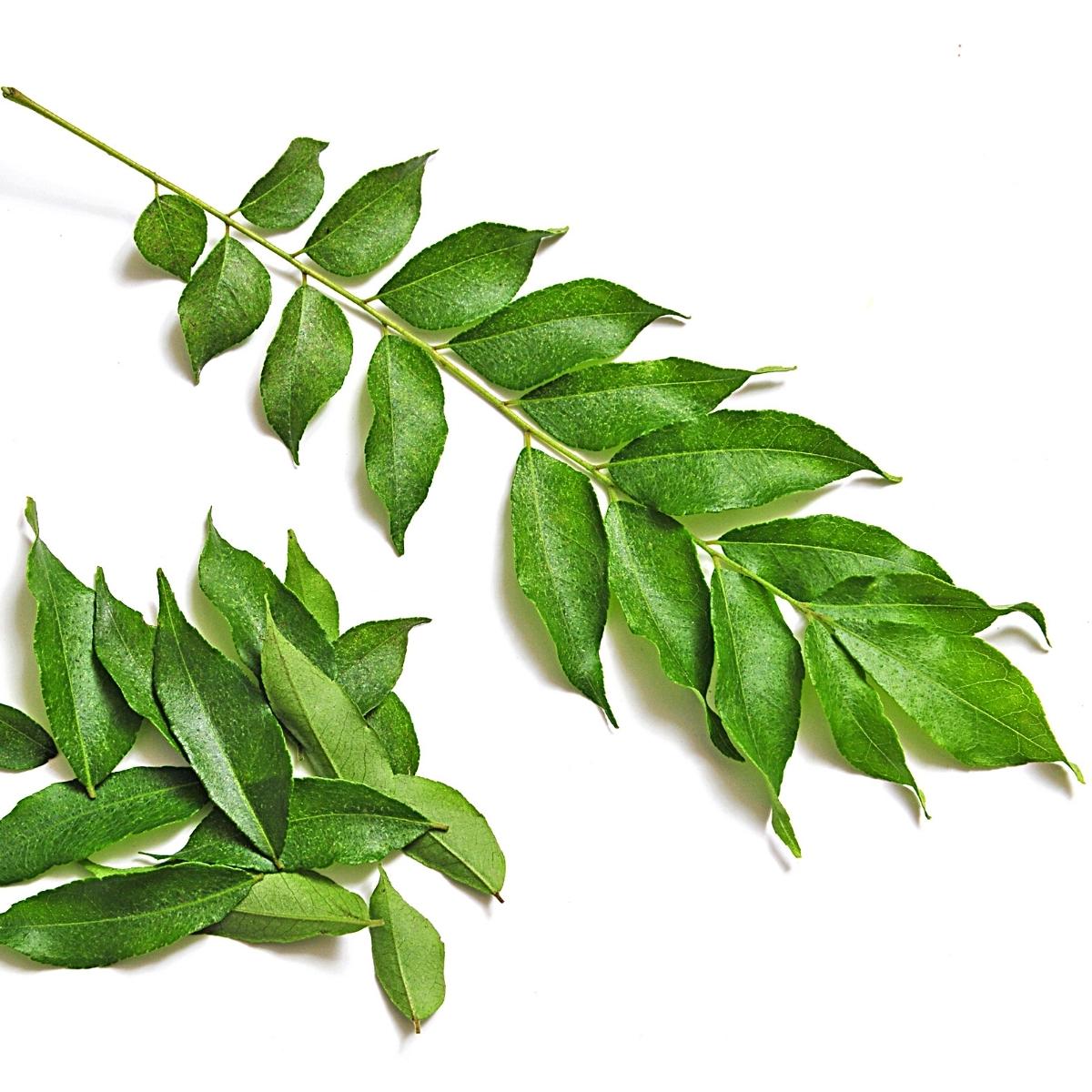 Kadipatta (50 gm)